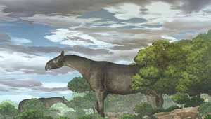 Ssak czy dinozaur? Odkryto szczątki gigantycznego nosorożca 