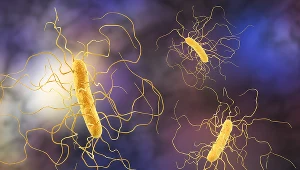 Groźna bakteria - Clostridioides difficile - atakuje osoby, które przeszły COVID-19
