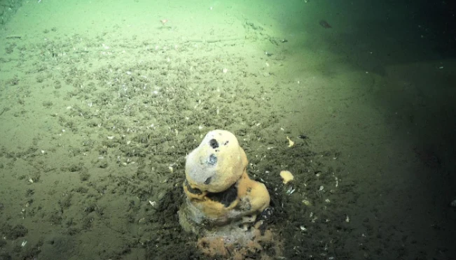 Kominowa skała węglanowa. Kominowa skała węglanowa.