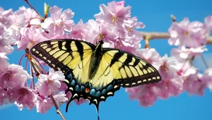 Zanieczyszczenie azotem zabija motyle 