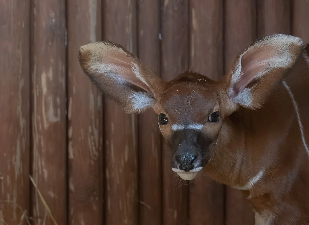 Mała antylopa bongo Mała antylopa bongo