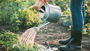 Jak oszczędzać wodę w domu i ogrodzie?