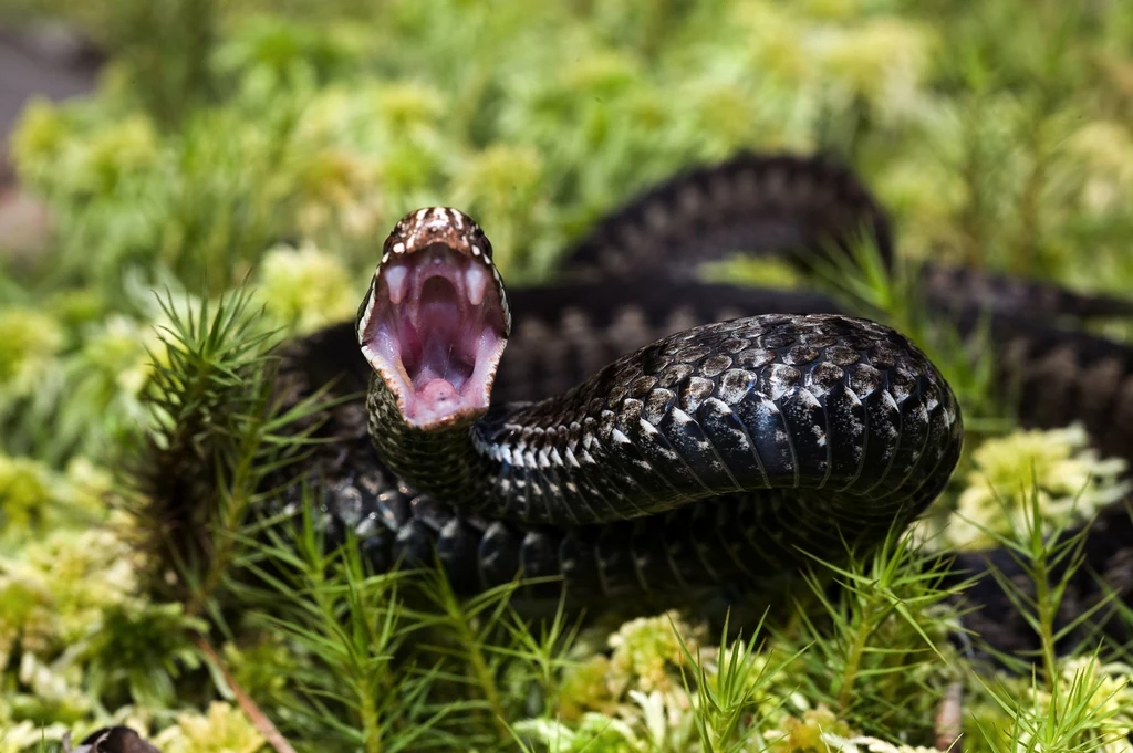 Żmija zygzakowata to jedyny jadowity wąż w Polsce. Ukąszenie gada może być bolesne i nie wolno go bagatelizować - przestrzegają ratownicy