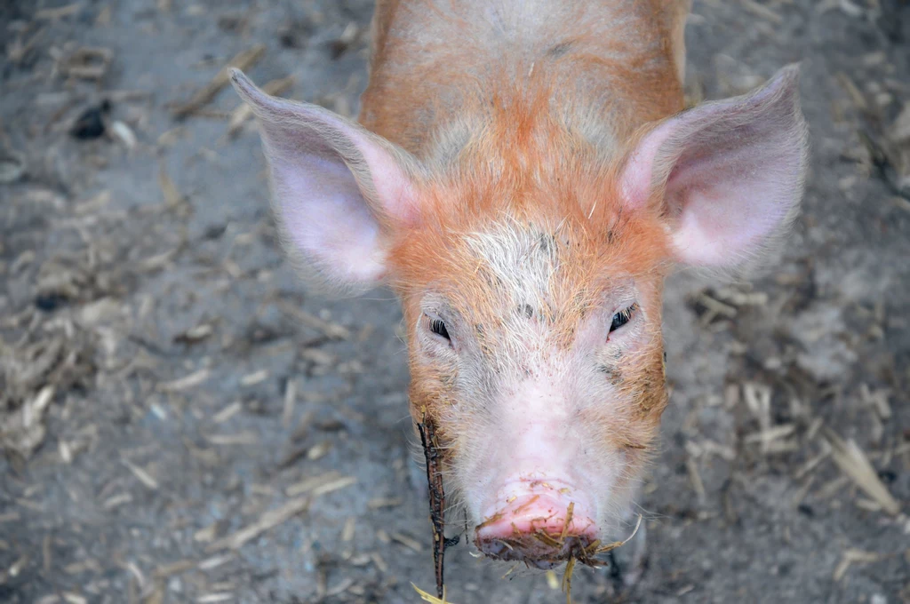 Pomnik pieczonego prosiaka rozjuszył rzymian Pomnik pieczonego prosiaka rozjuszył rzymian