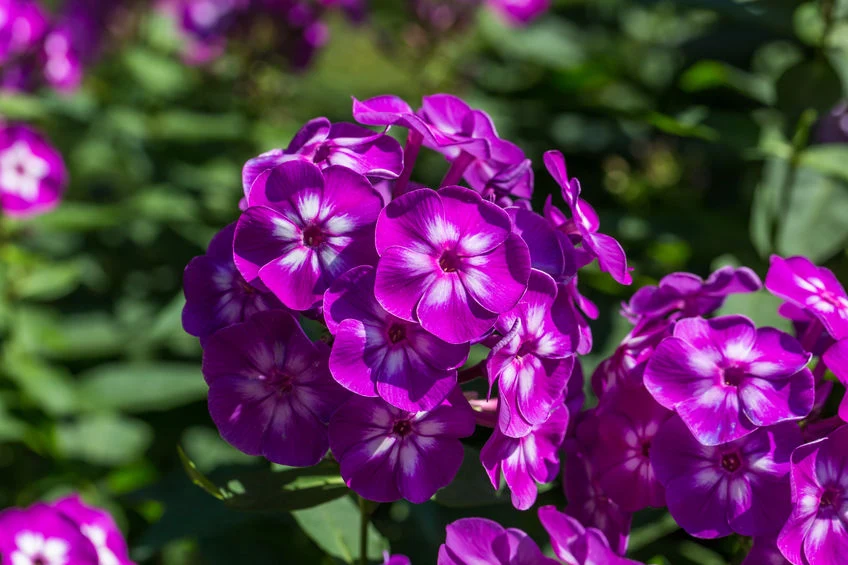 Floksy są łatwe w uprawie i szybko rosną