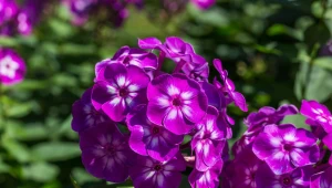 Floksy są łatwe w uprawie i szybko rosną