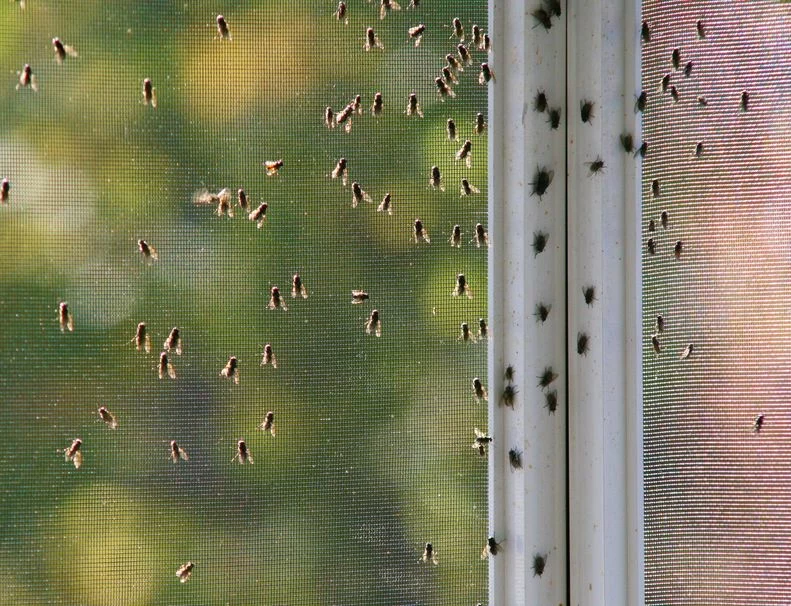 Dzięki moskitierze owady pozostaną na zewnątrz!