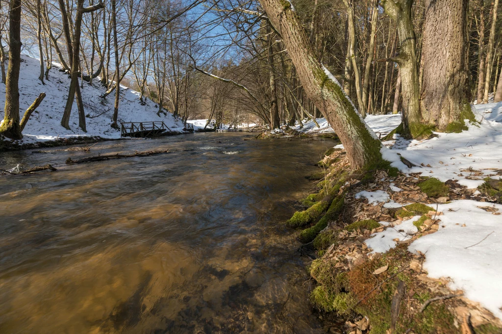 Rzeka Tanew w rezerwacie nad Tanwią (zdjęcie ilustracyjne).