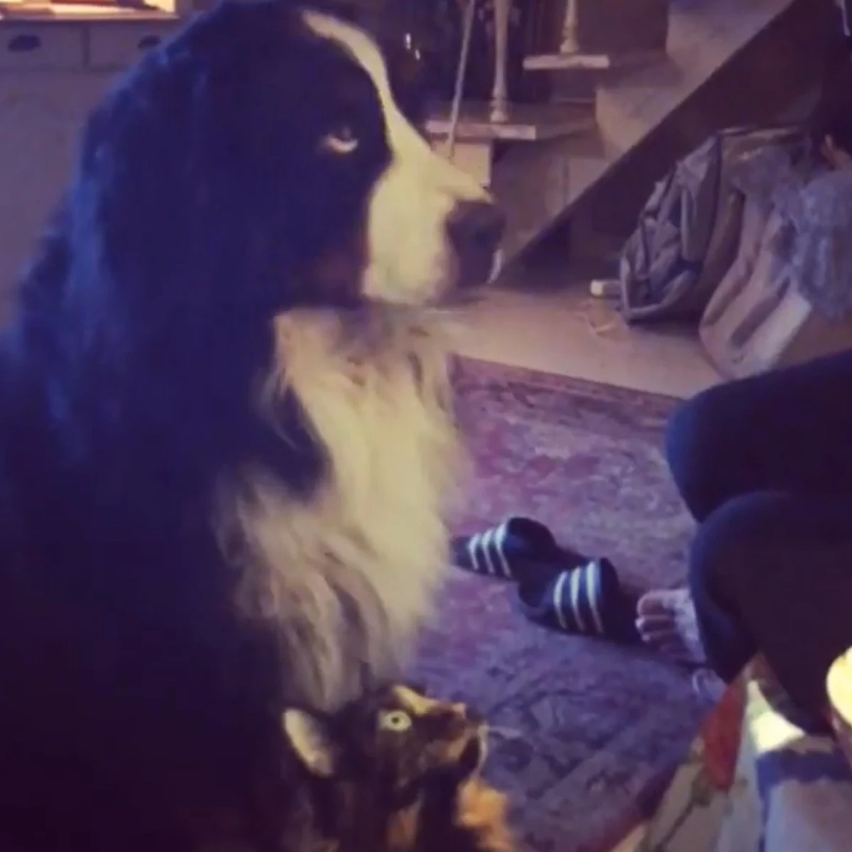 Tak mieszka Witold Paszt, fot. https://www.instagram.com/witoldpaszt.official/ Tak mieszka Witold Paszt, fot. https://www.instagram.com/witoldpaszt.official/