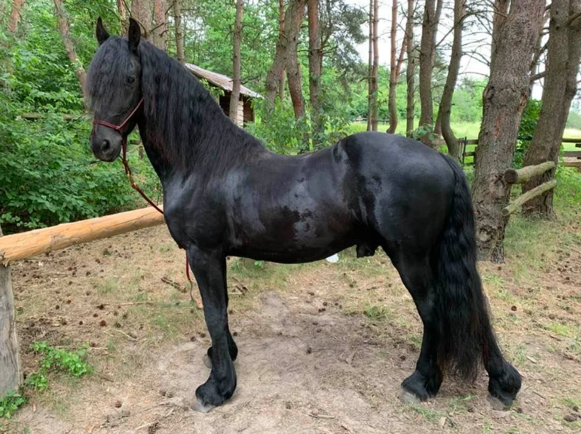 Koń Aleksander to duma Rodowicz (Facebook)