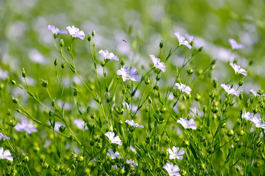Ususzony len w woreczku także ma przynieść szczęście. Ususzony len w woreczku także ma przynieść szczęście.