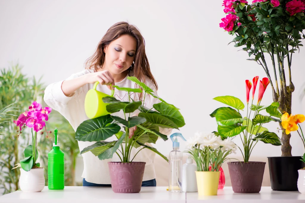 Jak zadbać o rośliny podczas urlopu? Wiele osób zadaje sobie to pytanie