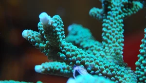 Polscy celnicy udaremnili przemyt koralowców rafotwórczych