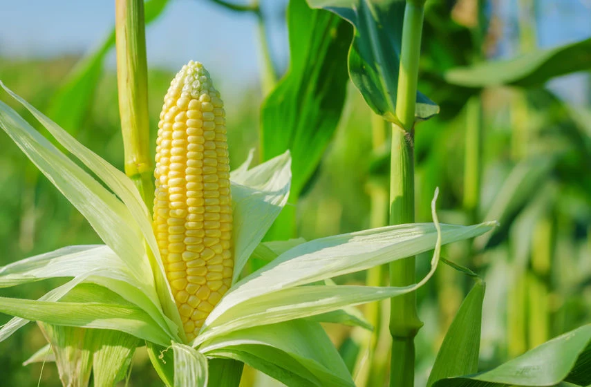 Pierwszy krok do sukcesu w gotowaniu kukurydzy to wybór odpowiedniej kolby