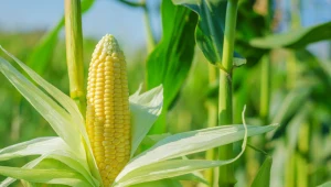 Państwowa spółka Elewarr będzie skupować kukurydzę po 500 zł za tonę