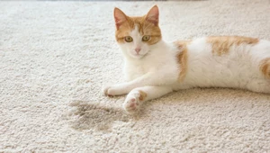 Jak usunąć zapach moczu kota z dywanu?