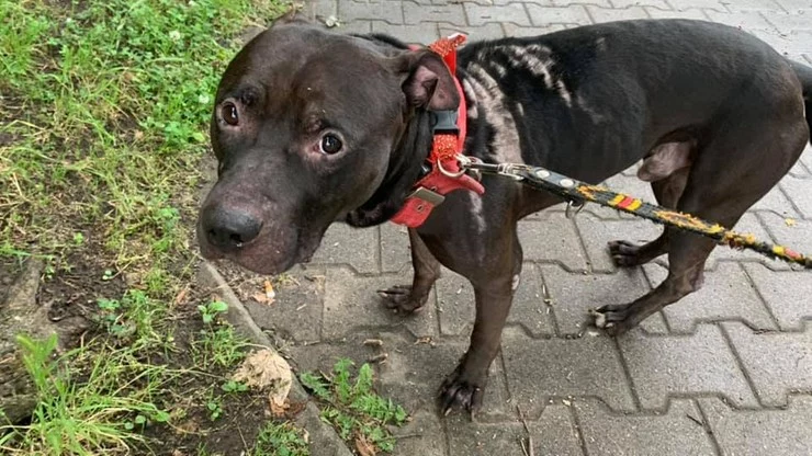 Według relacji właścicielki Diego od kilku tygodni był bity, psikany gazem pieprzowym i polewany Domestosem Według relacji właścicielki Diego od kilku tygodni był bity, psikany gazem pieprzowym i polewany Domestosem