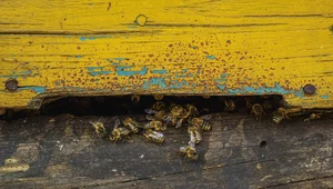 Miejskie pasieki mogą szkodzić rodzimym gatunkom pszczół