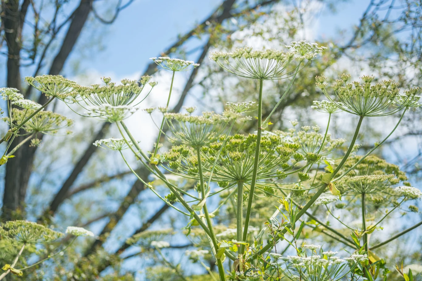 Barszcz Sosnowskiego to jedna z roślin zakazanych
