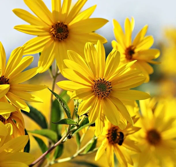 Topinambur to piękna ozdoba ogrodu