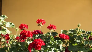 Pelargonie nie lubią tego lipcowego błędu. Zauważysz go po liczbie kwiatów