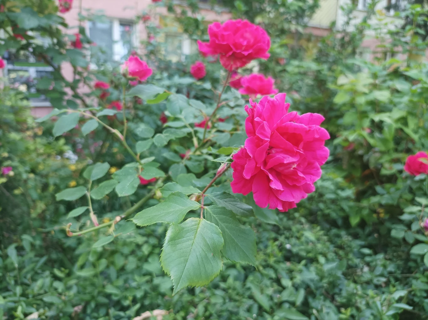 Xiaomi Poco M3 Pro 5G - zdjęcia wykonane głównym aparatem