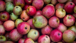 Białoruś ważnym rynkiem dla naszych jabłek 