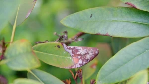 Rododendron usycha mimo podlewania? Sprawdź, dlaczego tak się dzieje 