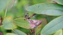 Przyczyn żółknięcia liści rododendronów może być wiele