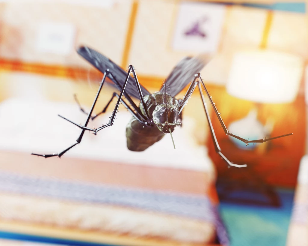 Skuteczny sposób na komary to także moskitiera - fizyczna bariera, której nie przekroczą