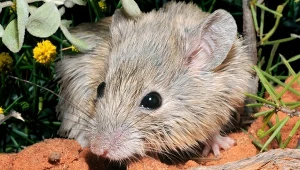 Pseudomys gouldii jednak nie wyginęła