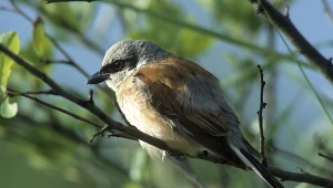 Samiec dzierzby gąsiorek