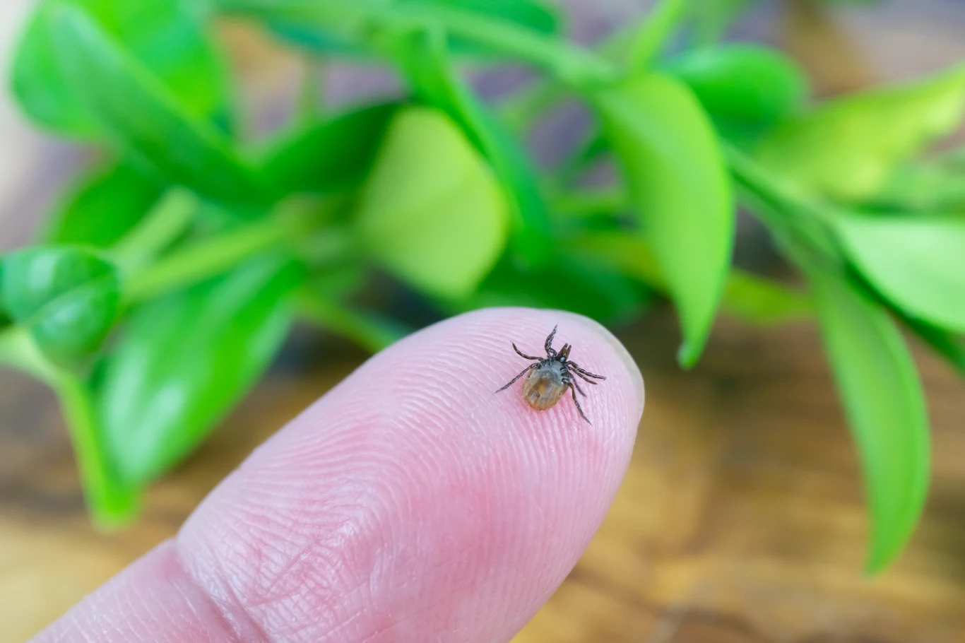 Badanie w kierunku boreliozy można wykonać po czterech tygodniach po ugryzieniu przez kleszcza Badanie w kierunku boreliozy można wykonać po czterech tygodniach po ugryzieniu przez kleszcza