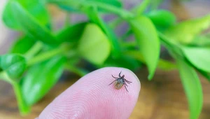 Badanie w kierunku boreliozy można wykonać po czterech tygodniach po ugryzieniu przez kleszcza