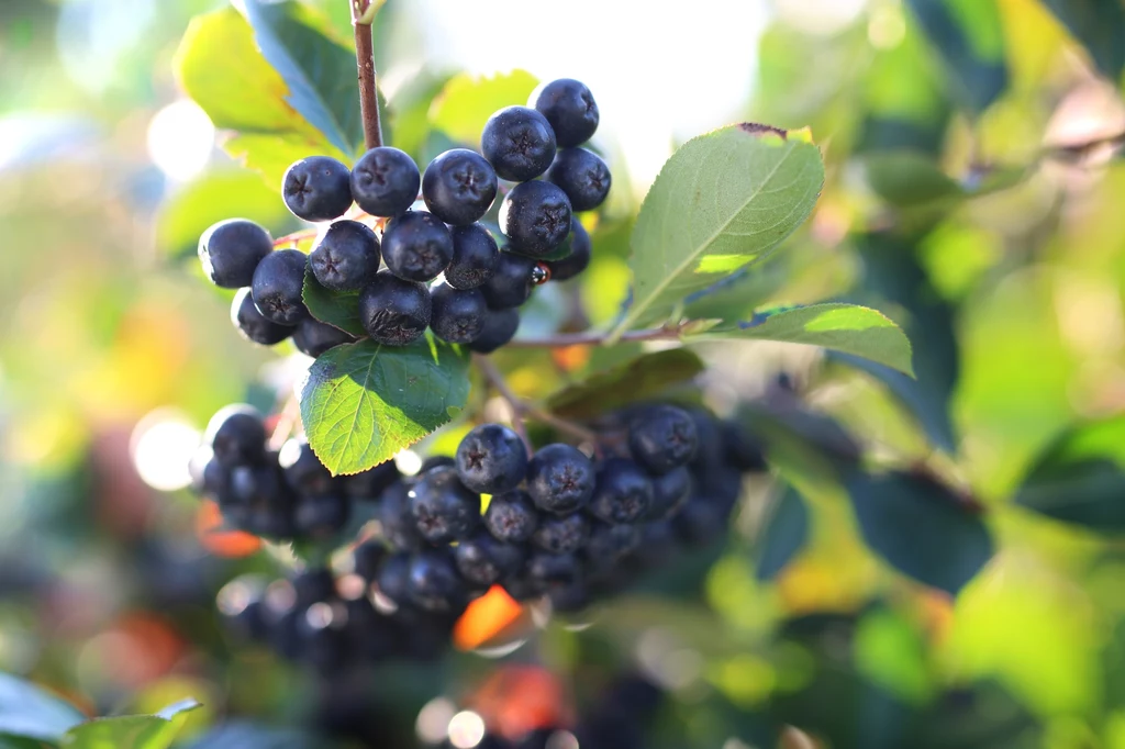 Aronia jest łatwa w uprawie i nie ma wielu wymagań