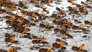 Szarańcza atakuje pola w Rosji. Mieszkańcy są zdani tylko na siebie