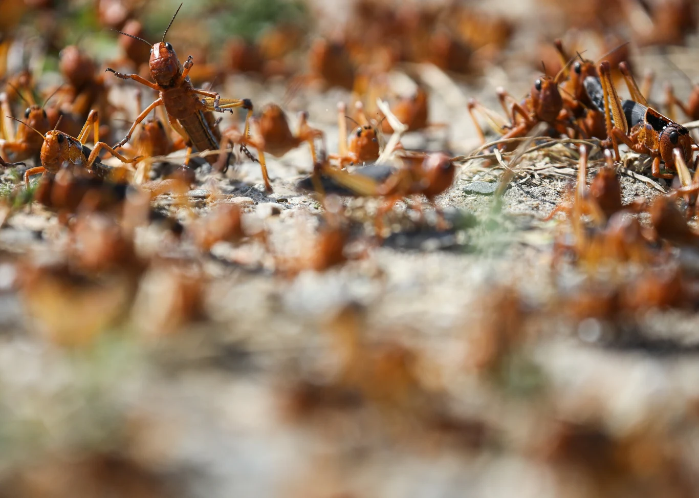 Insekty pokryły według oficjalnego oświadczenia teren o powierzchni 3200 hektarów.