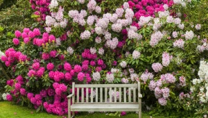 Torf kwaśny zapewnia prawidłowy rozwój rododendronów