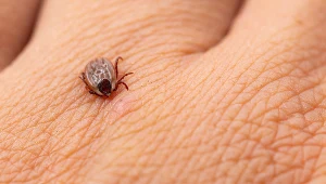 Boreliozę we wczesnym stadium można wyleczyć antybiotykami