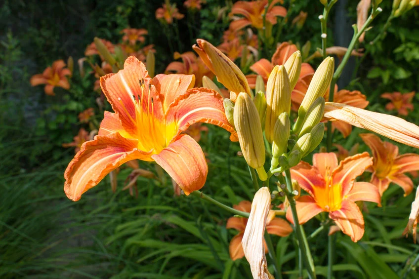 Warto usuwać przekwitłe kwiatostany liliowców