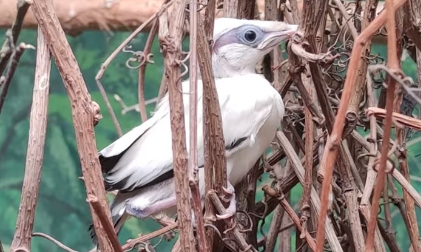 W zoo wykluł się szpak balijski