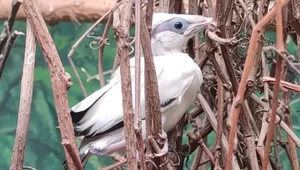 W zoo wykluł się szpak balijski