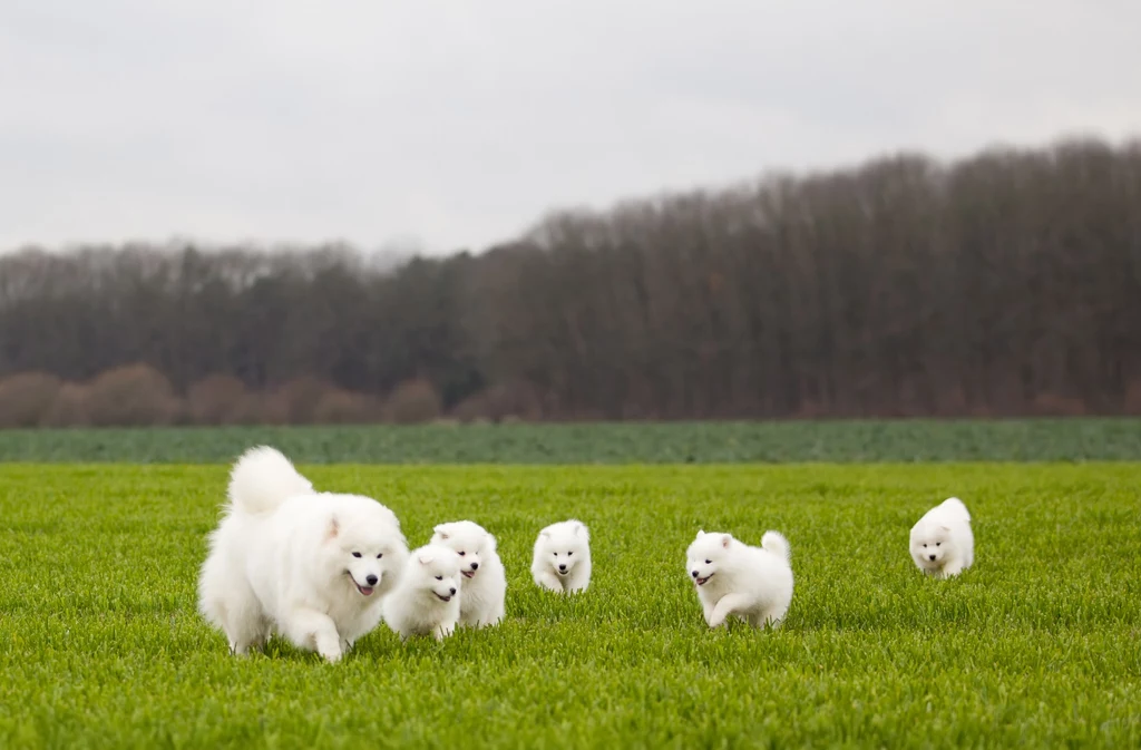 Samoyed często bywa określany jako "pies-chmurka" z uwagi na swój charakterystyczny wygląd