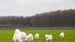 "Pies chmurka" podbija świat. Co to za rasa? 