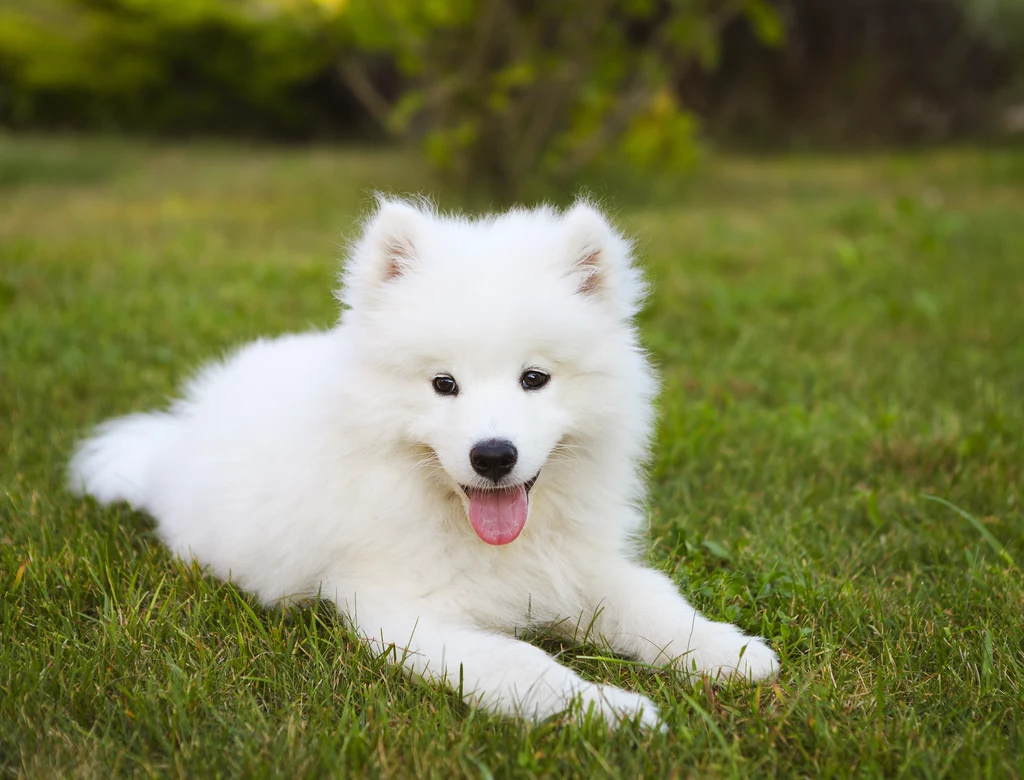 Szczeniaki może i są niewielkie, ale Samoyedy szybko rosną. To nie jest malutki pies! 