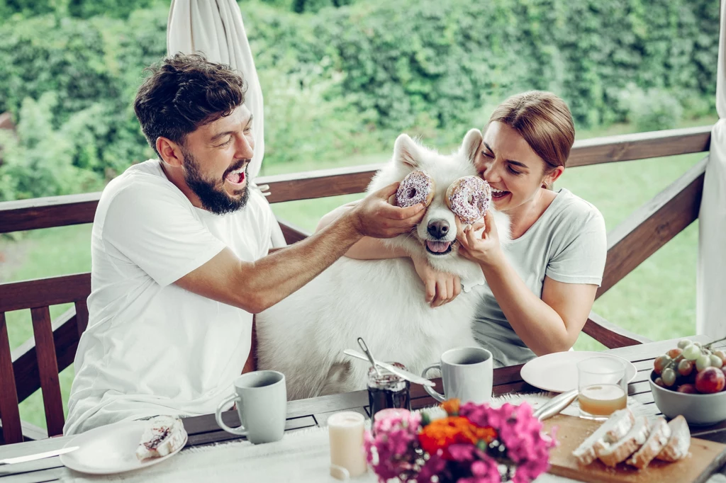 Samoyedy nie należą do agresywnych ras. W stosunku do człowieka na ogół są przyjaźnie nastawione 