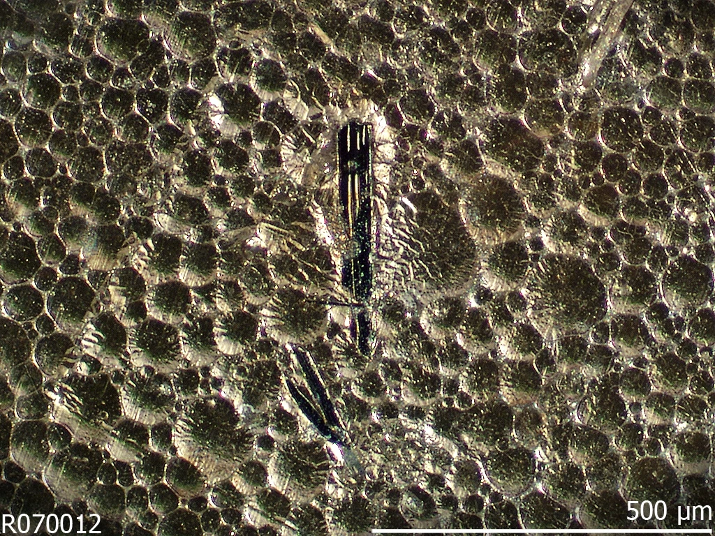 Allabogdanit Allabogdanit