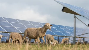 W Austrii wykorzystuje się owce, aby rekultywowały tereny na farmach słonecznych