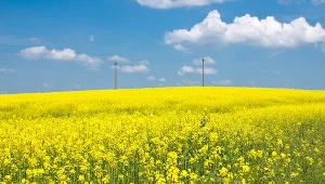 Atrakcyjnym sposobem na ochronę kapitału i stopę zwrotu z inwestycji jest zakup ziemi w okolicach podmiejskich