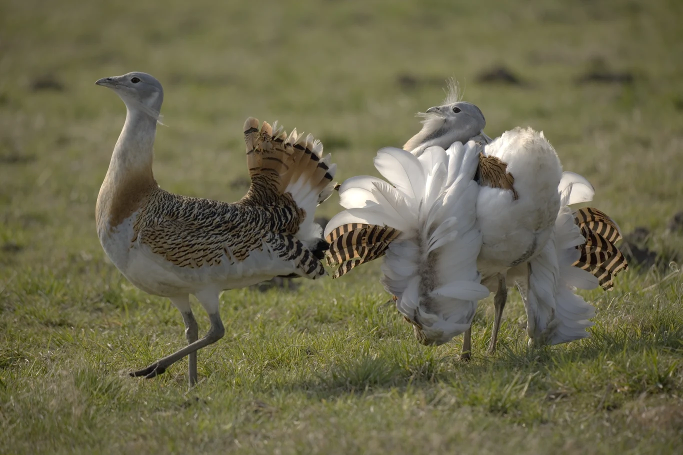 Drop nie bez przyczyny nazywany jest "polskim strusiem". Gatunek ten ma szansę na powrót! Drop nie bez przyczyny nazywany jest "polskim strusiem". Gatunek ten ma szansę na powrót!